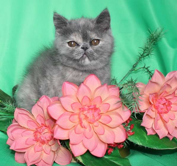 Котенок персидский экзотический. Девочка. Фото, Видео в фото 14