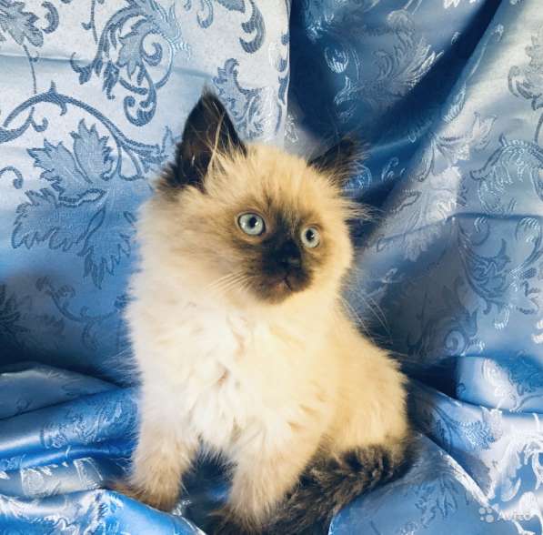 Котенок Невский Маскарадный