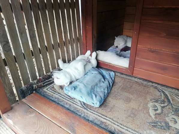 Прекрасные белые щенки породы Alaskan Malamute FCI 243 в фото 4