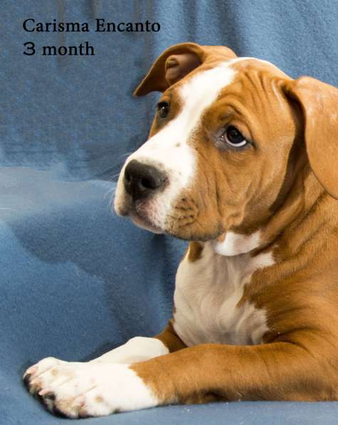 Щенки амстаффа в Санкт-Петербурге фото 11