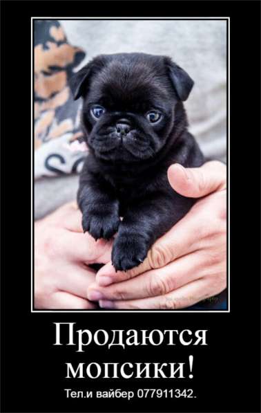 Шикарные щенки мопса ждут своих хозяев!  в фото 7