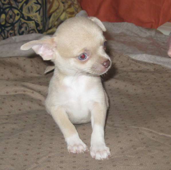 Шикарный мальчик чихуахуа в Москве фото 4