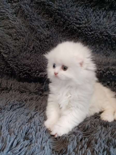 Белоснежный котик с разноцветными глазами в Костроме