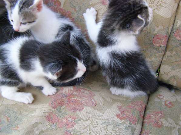 Котята в хорошие руки в Старом Осколе фото 3