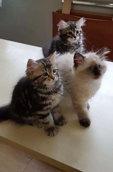 СИБИРСКИЕ МАЛЫШИ ПУШИСТИКИ в Москве фото 21