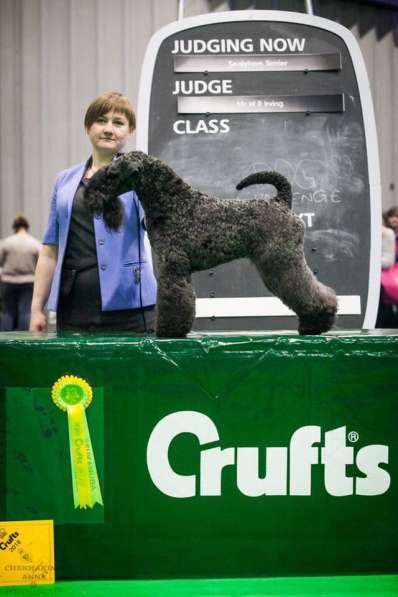 Щенки керри блю терьера в Москве фото 8