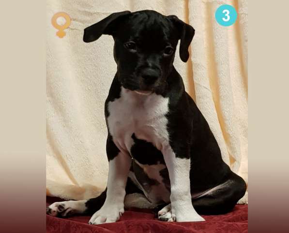 Щенки амстаффа в Москве фото 15