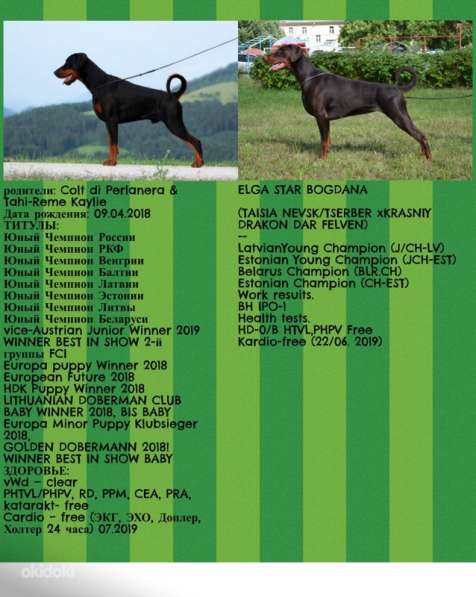 Щенки Добермана в 