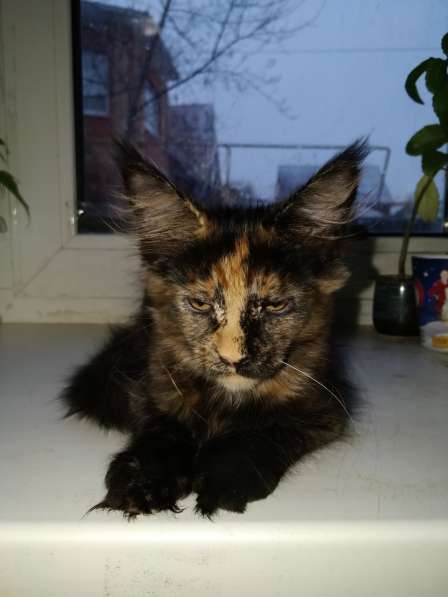 Котенок породы мейн-кун в Борисоглебске фото 3