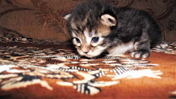 Котёнок мейн кун в Черняховске фото 6