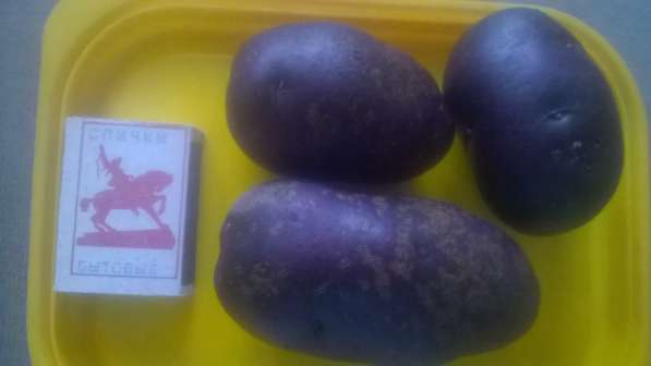 Фиолетовый картофель продам в Красноярске фото 3