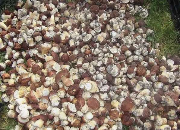 Белый гриб сушеный высший сорт(экстра) в Анапе фото 5