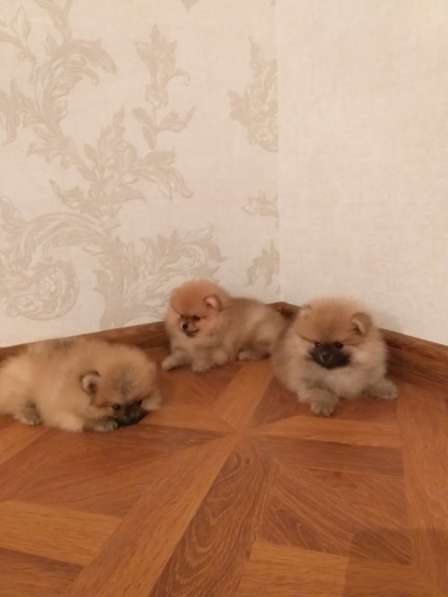 Шикарные щенки Померанского Шпица 3-6 месяцев ркф в Москве фото 9
