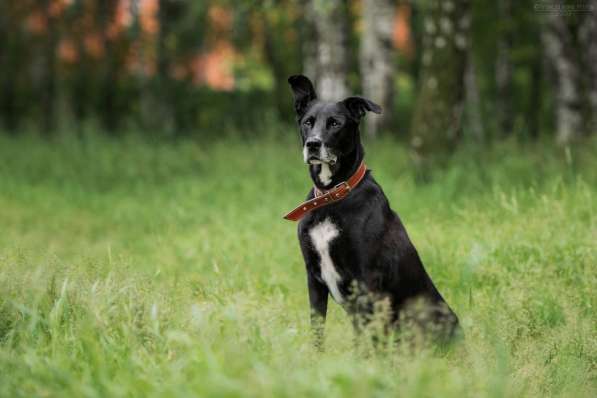 Статный красавец Виконт ищет семью в Москве фото 17