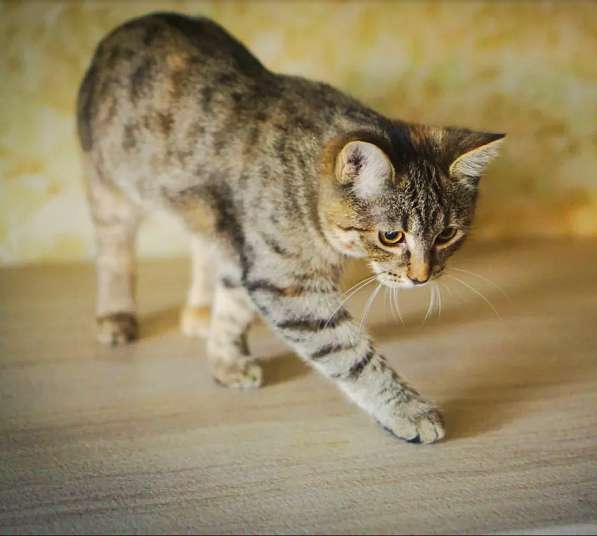 Кошечка Альфа в добрые руки в Москве фото 14