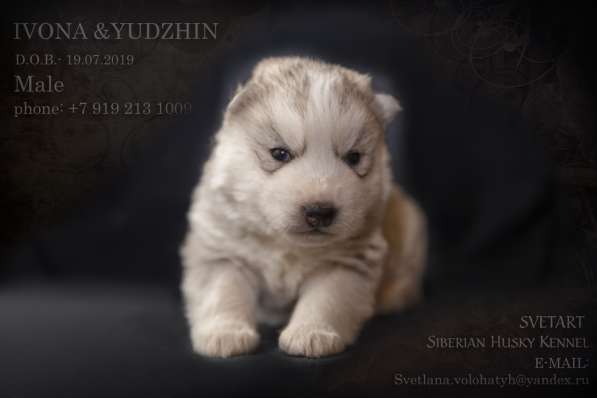 Сибирский хаски в Курске фото 3