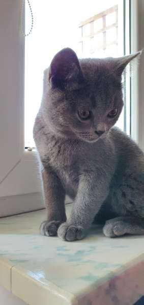 Piękny, pluszowy kot brytyjski czeka na rodziców! в фото 8