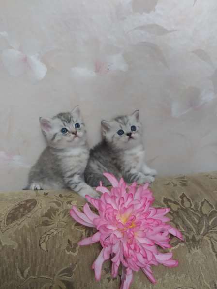 Шотландские котята