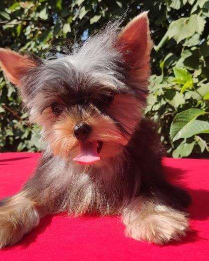 Гламурные щенки йоркширского терьера в 