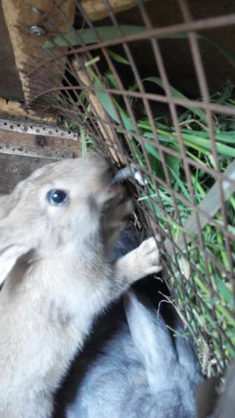 Нипельные поилки для кроликов в Омске фото 4