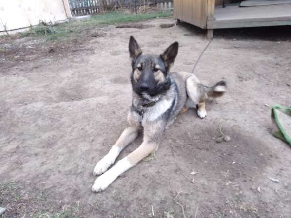 Собака Дина, 1 год в Новосибирске