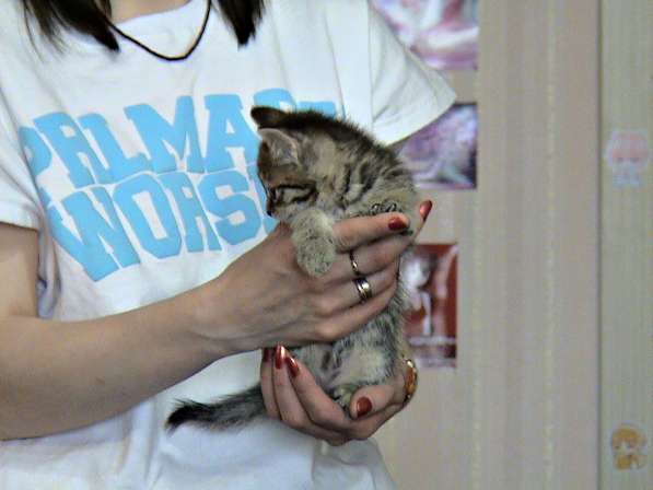 Шотландские котята в Копейске фото 5