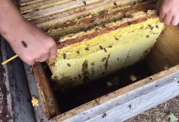 Пчёлы пчелосемьи пчелопакеты в Домодедове фото 6