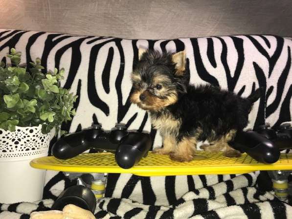 Йоркширский терьер мини в фото 3