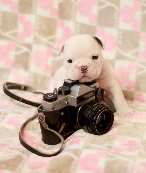 Щенки английского бульдога в Тюмени фото 16