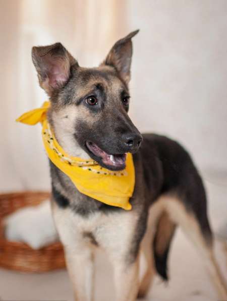 Добби мини овчарка в Москве фото 6