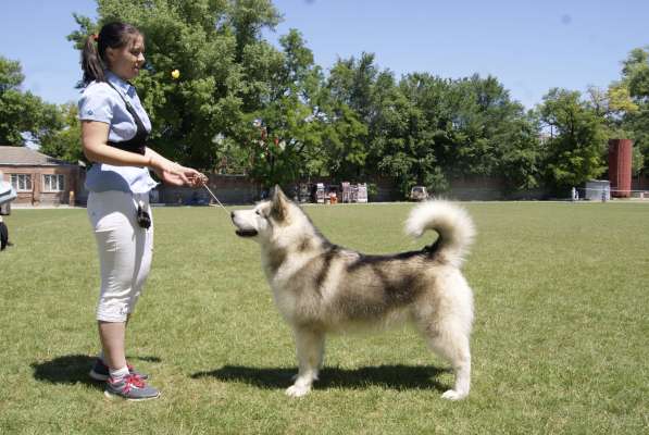 Предлагаю услуги дрессировки собак и подготовки к выставкам в Таганроге фото 3