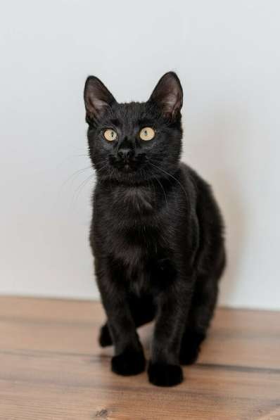 Милые чёрные котята в добрые руки в Москве фото 9