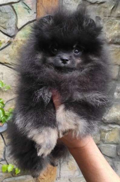 Померанский шпиц. Black tan в 