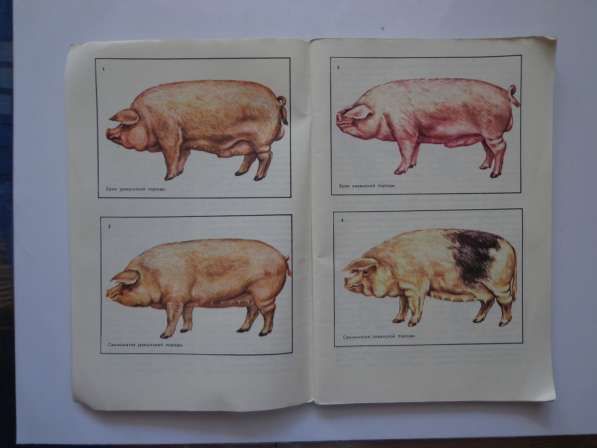 Содержание свиноматок — Тихонов И. Т в Кушве фото 3