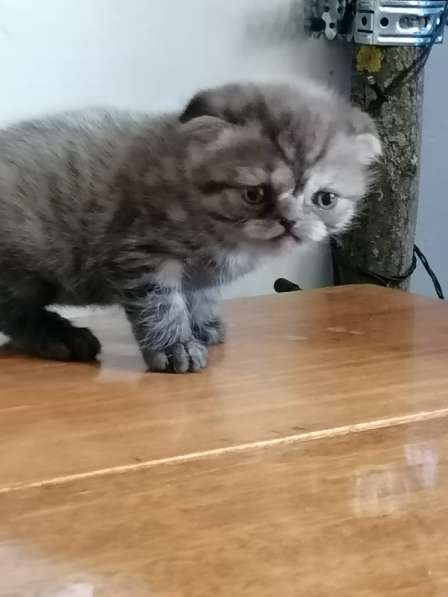 Шотландский денди скоттиш- страйт в Санкт-Петербурге фото 15