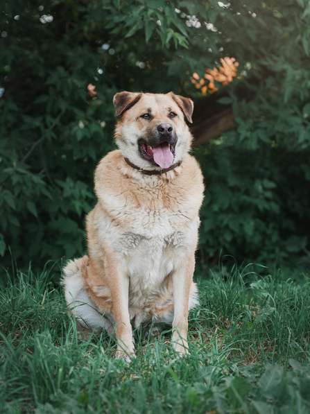 Кохинор ищет семью в Москве фото 31