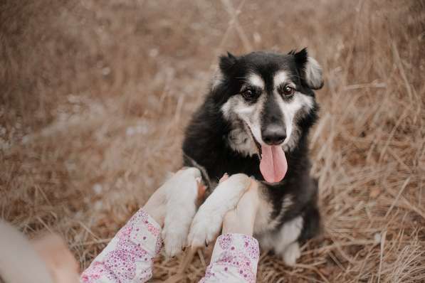 Пушистая весёлая Дакота ищет семью в Москве фото 23