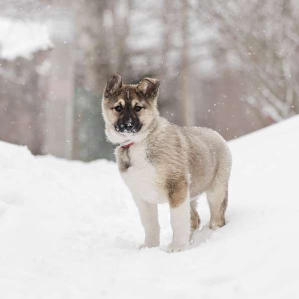 Щенок Ося ищет доброго хозяина! в Москве фото 16