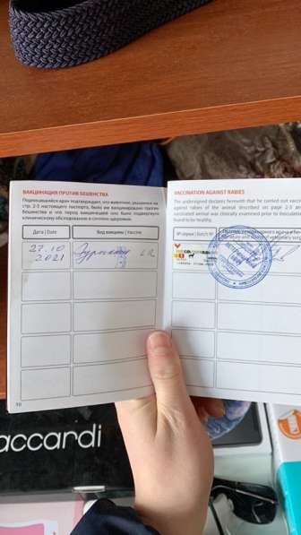 Отдам даром в Мурманске фото 3