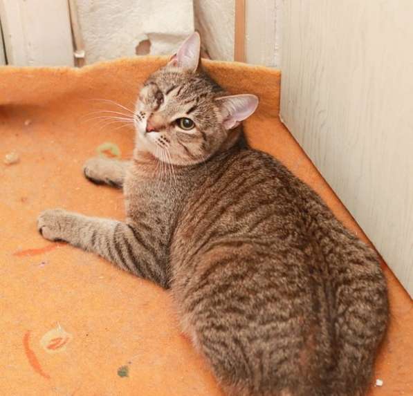 Кот по имени Петрович ждет вас в Москве фото 3