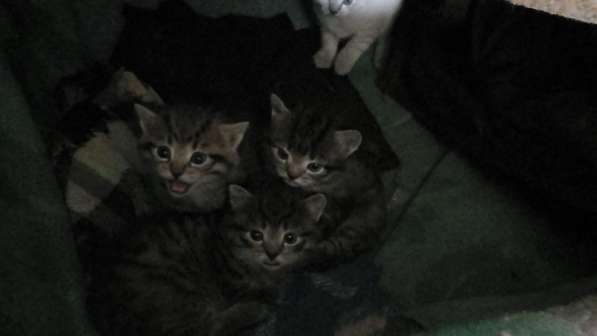 Котята в Омске фото 7