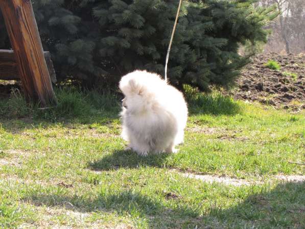 Померанский шпиц.3,5 меяца в 