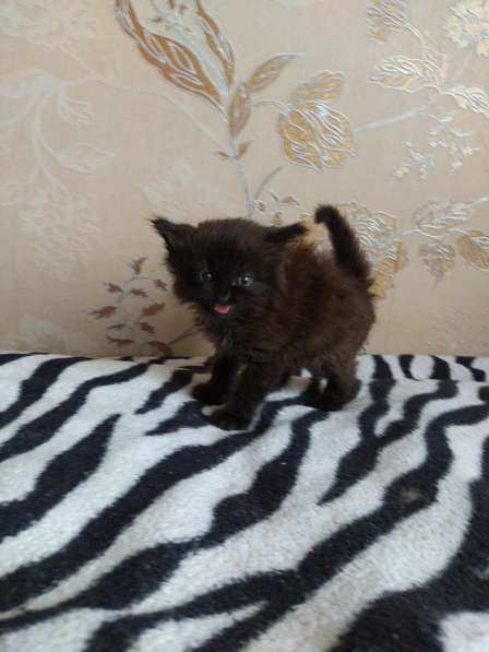 Котята в фото 6