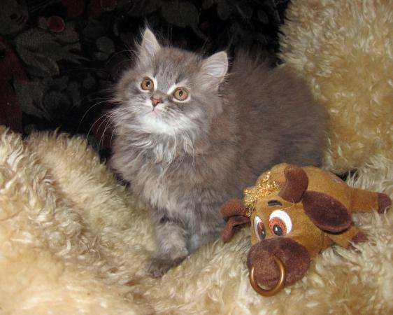 Крупные сибирские котята