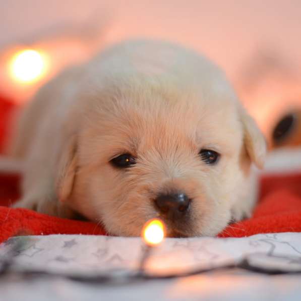 Щенки лабрадора ретривера в фото 31