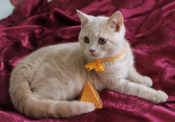 Шотландские котята в Твери фото 15