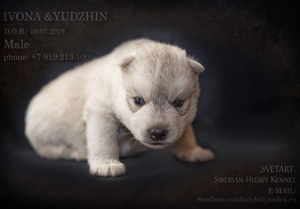 Сибирский хаски в Курске