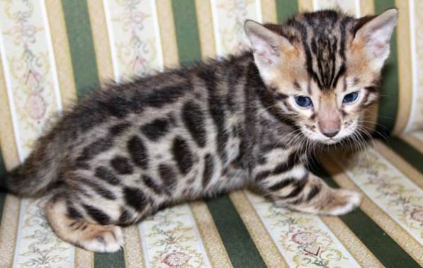 Бенгальский мальчик №3 в Санкт-Петербурге фото 11