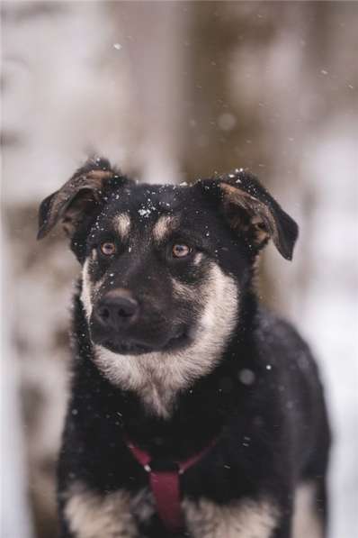 Добрый парень Роберт в добрые руки в Москве фото 19
