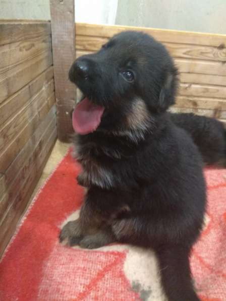 Щенки Немецкой овчарки в Симферополе фото 3